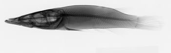 Media type: image;   Ichthyology 168069 Aspect: lateral,description